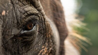 Meet eight conservation heroes saving our planet, one species at a time