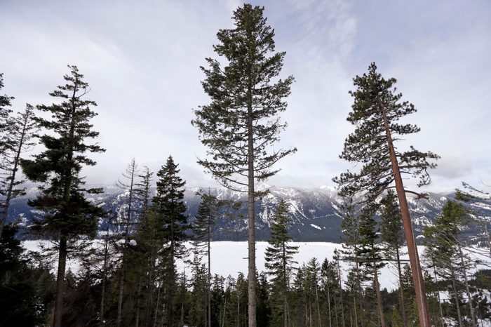A Douglas fir, center, is left standing where a crew is thinning a 100-acre patch on private land owned by the Nature Conservancy overlooking Cle Elum Lake, in Cle Elum, Wash. As part of a broader plan by the nonprofit environmental group to restore the pine forests of the Central Cascades so they are more resilient to wildfires and climate change, they